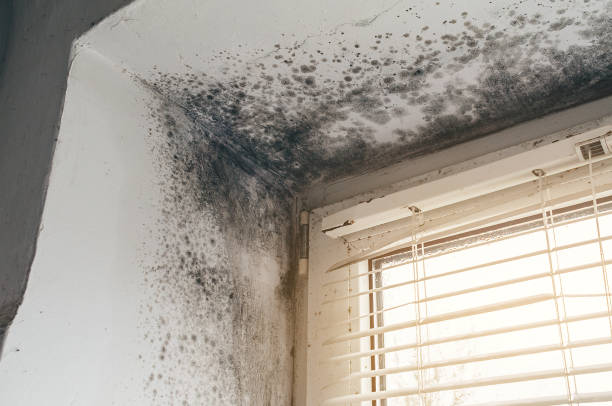 Trusted Basement Mold Remediation service in Garysburg, NC - Cheap Mold Removal